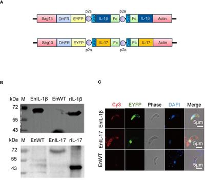 Expression of IL-1β in transgenic Eimeria necatrix enhances the immunogenicity of parasites and promotes mucosal immunity against coccidiosis